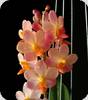 Ascovandoritis Prapin